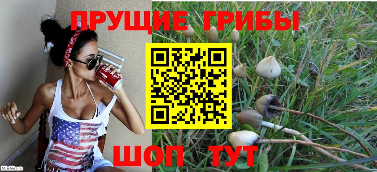 Псилоцибиновые грибы Cubensis Дербент